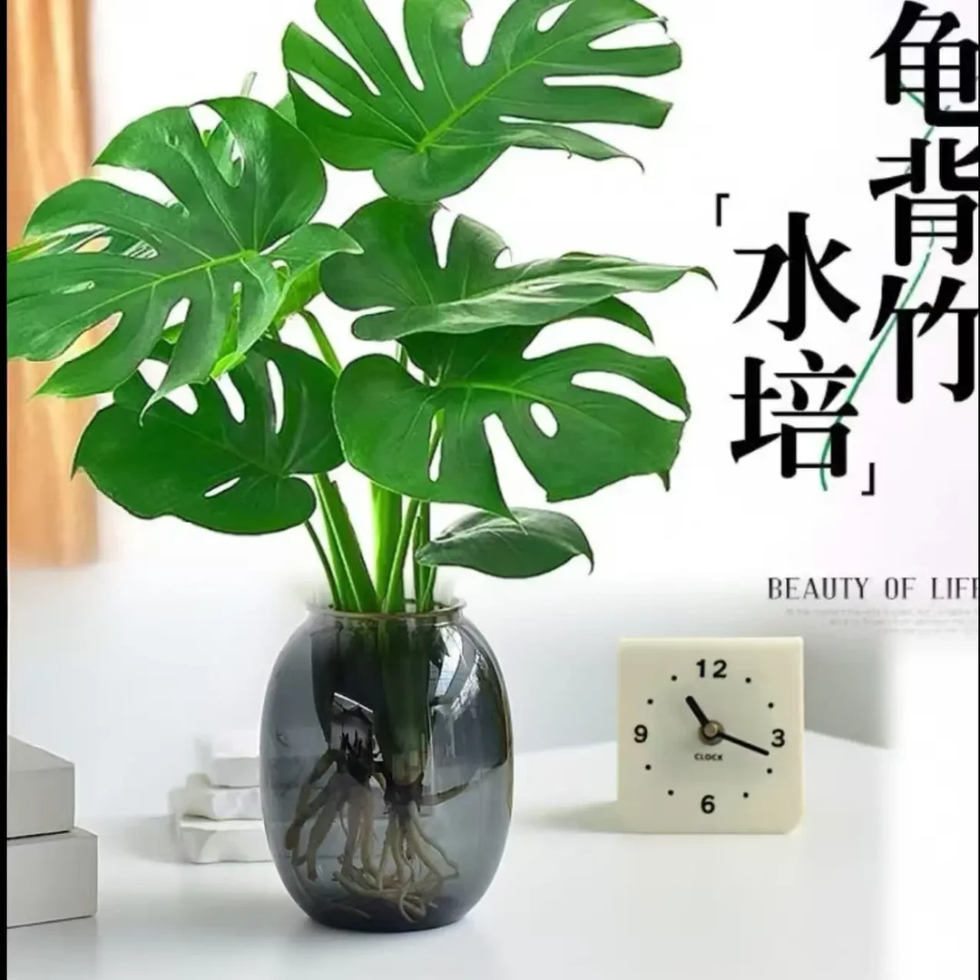 水培龟背竹室内老桩盆栽净化空气四季常青好养护