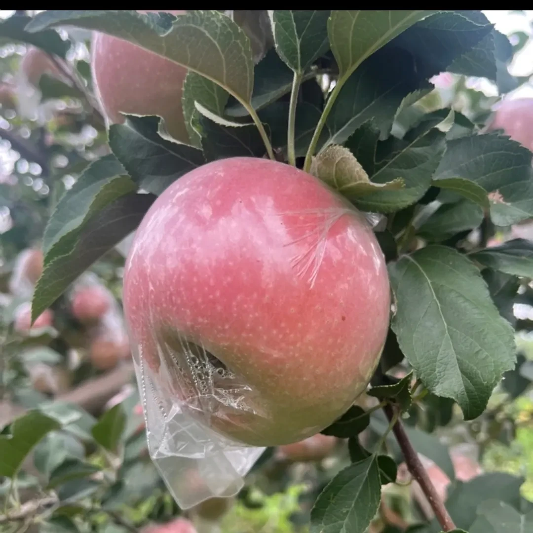 山西现摘新鲜红富士苹果脆甜多汁冰糖心当季水果