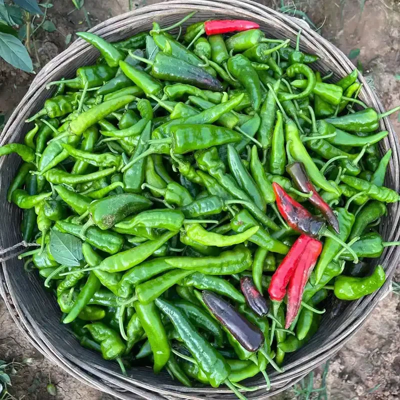 【农家自种】十房村优选农家自种薄皮辣椒【现摘现发】  快递包邮当季