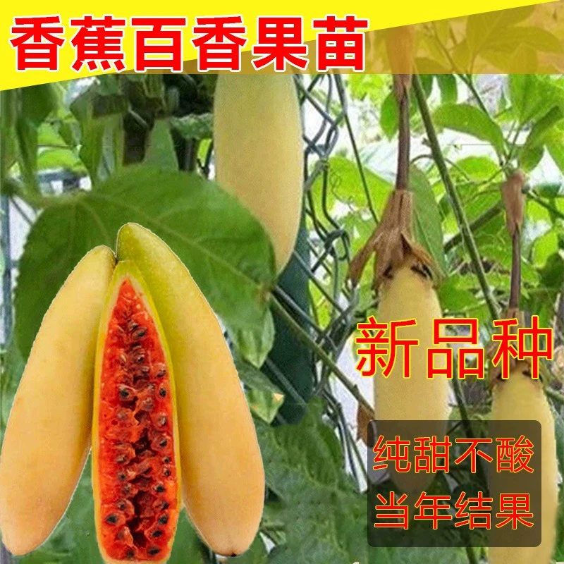 香蕉百香果苗新品种加拿大钦蜜甜蜜蜜百香果树苗盆栽地栽当年结果