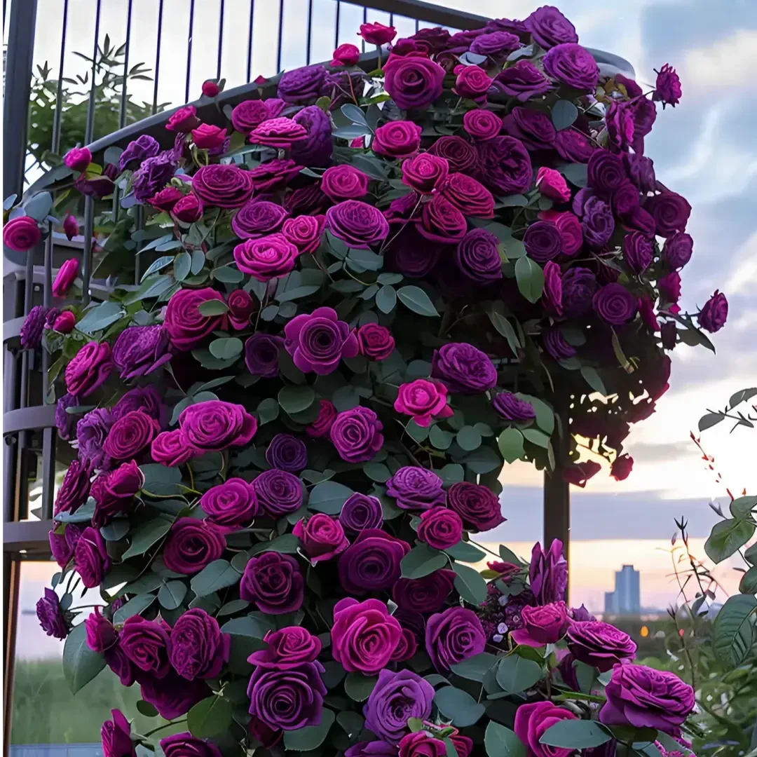 爬藤蔷薇花苗老桩特大花月季玫瑰室内外阳台种植四季好养耐热耐寒