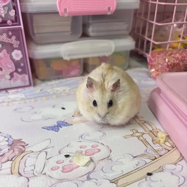 家养宠物仓鼠三线紫仓金丝熊可爱温顺适合情侣饲养