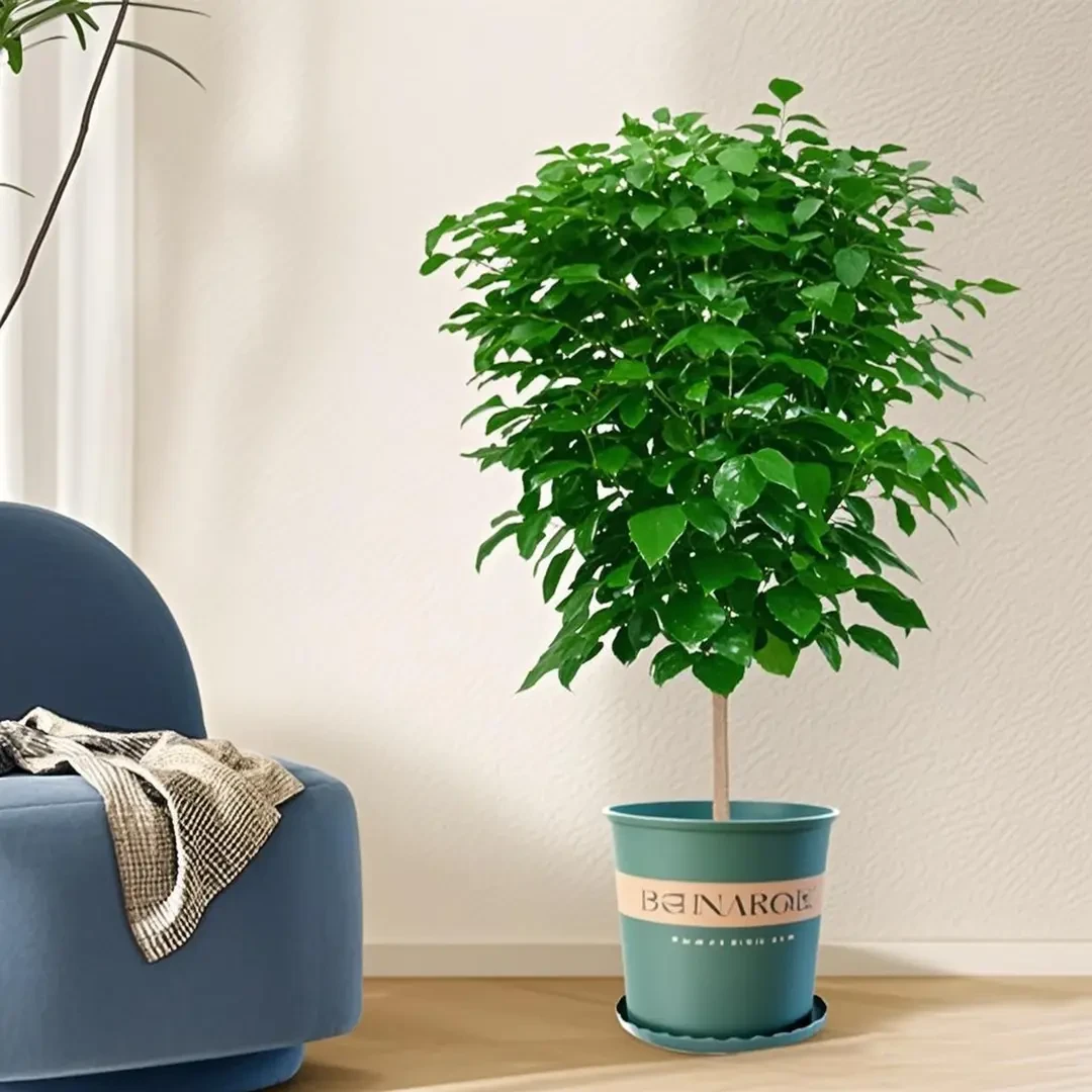 1.1-1.3米单杆棒棒糖幸福树盆栽客厅办公室四季常青植物绿植盆景