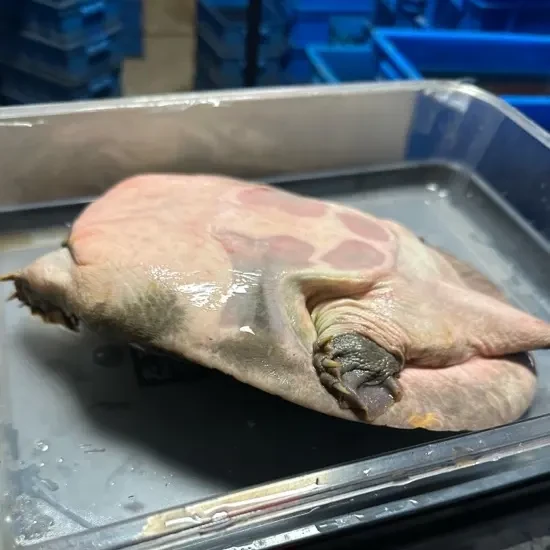 外塘生态野养殖鲜活公甲鱼顺丰发货可吃可养高营养食材