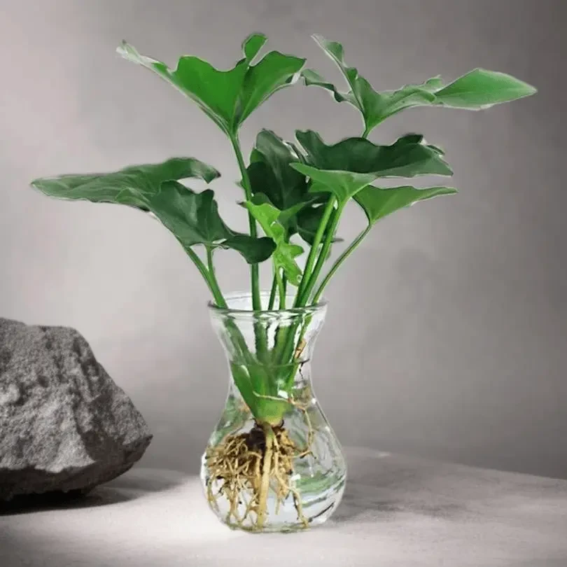 春雨绿植盆栽花卉植物室内易养活龟背竹水培植物室内好养无土春羽