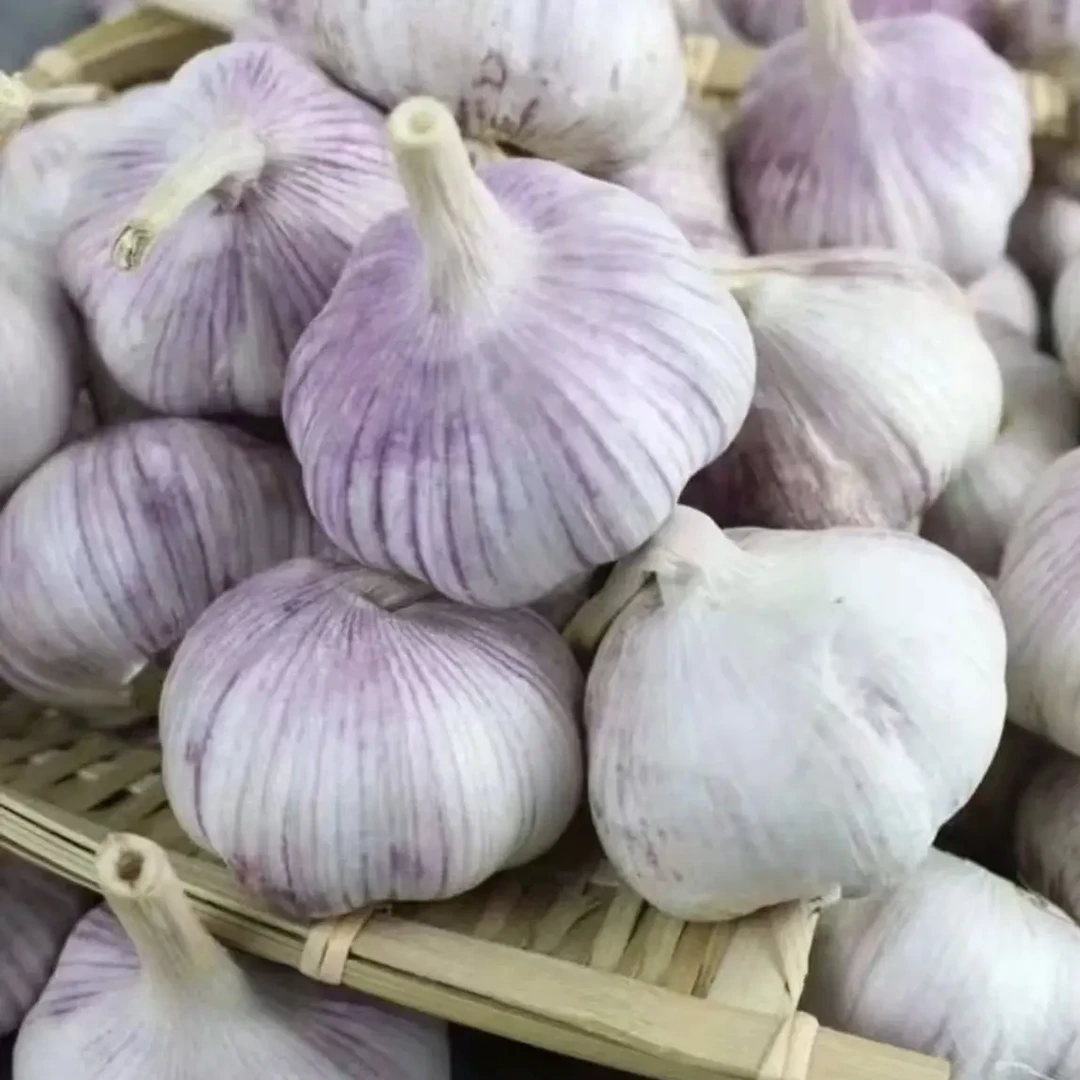 农家紫皮2025新干蒜大蒜头自然晾晒产地直发5.0-6.0cm