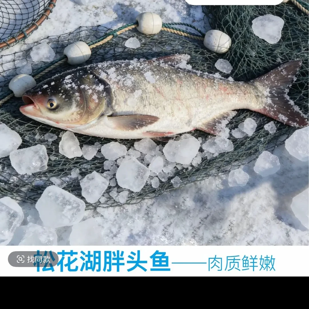 纯松花湖野生胖头鱼礼盒