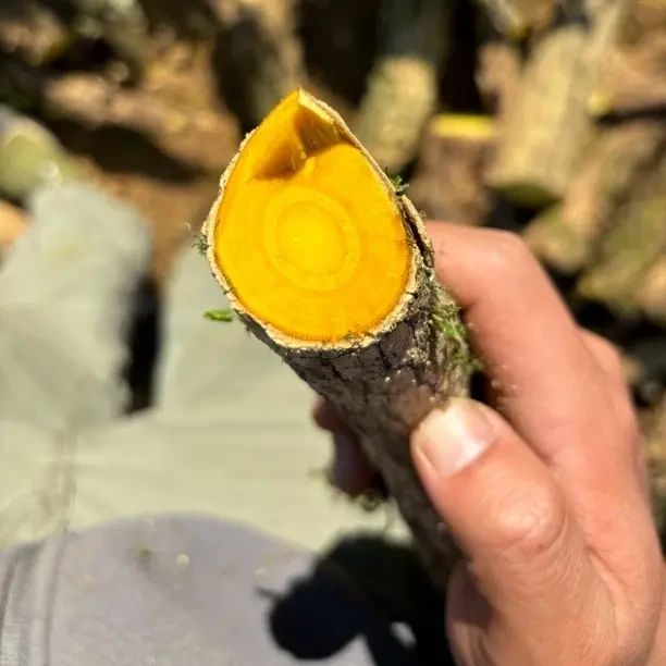 云南深山 鲜货黄树干