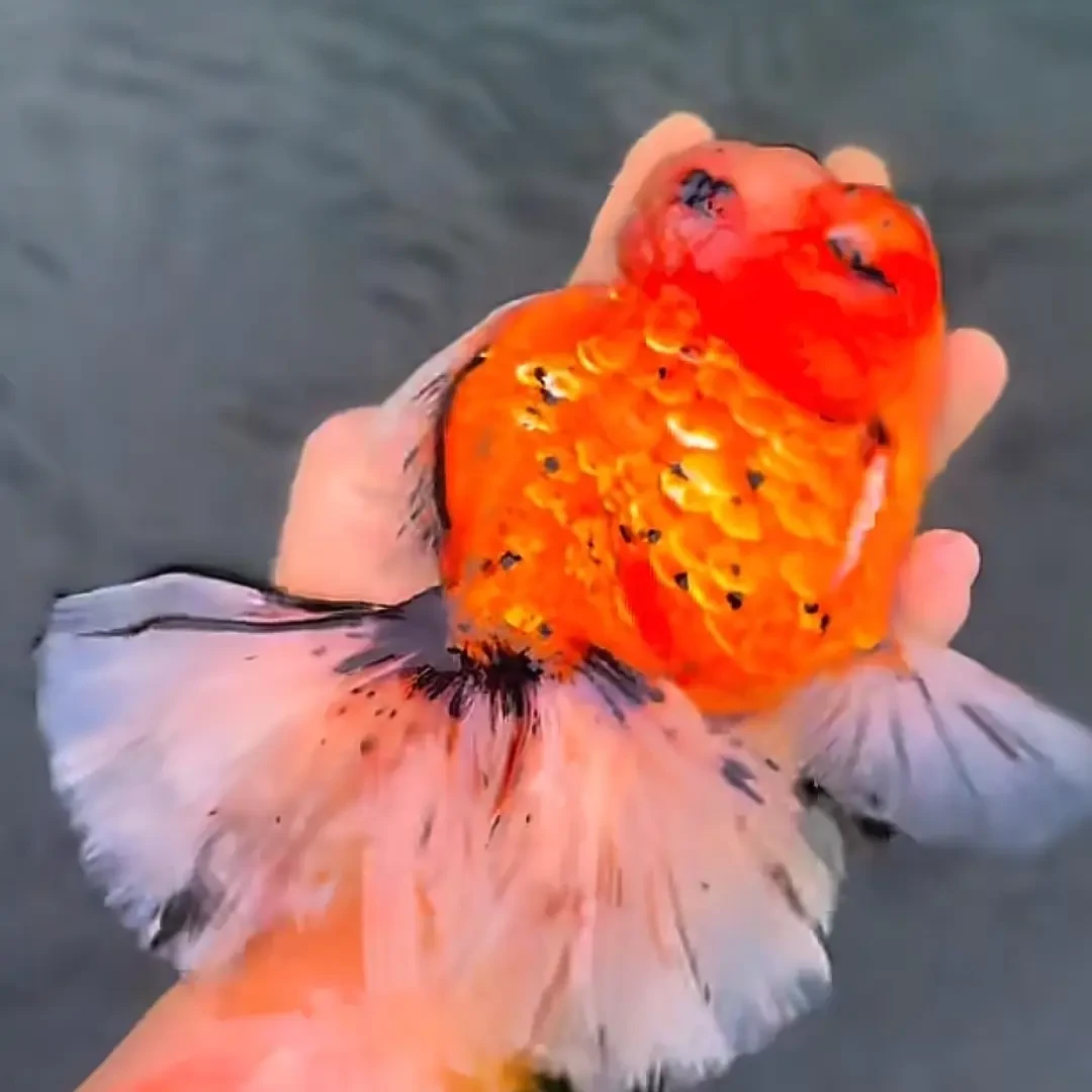 好养耐活冷水淡水观赏金鱼鱼苗