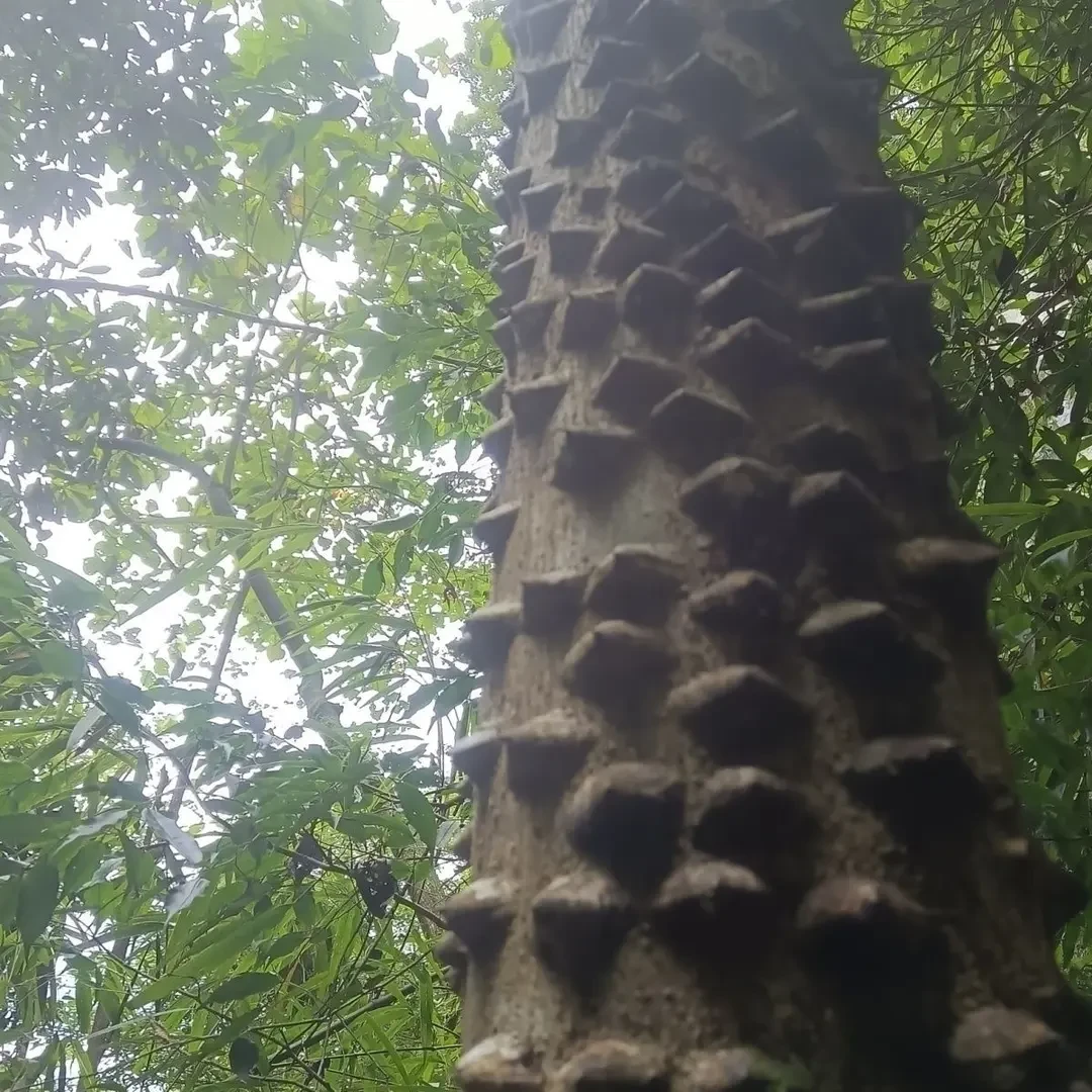 福建高山鼓钉柴古丁树椿叶花椒食茱萸树根手工切块250-500克包邮