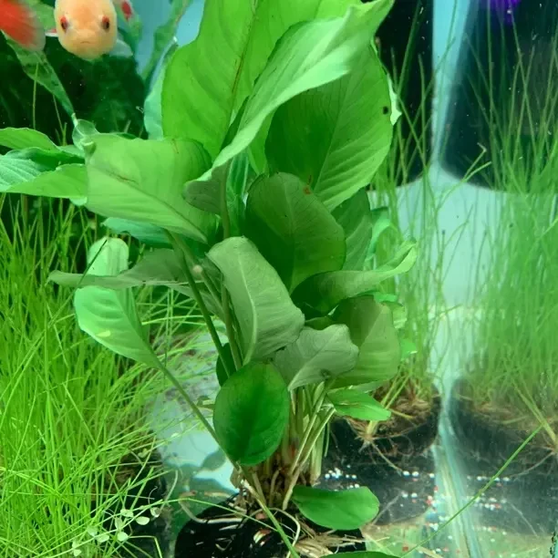 剑榕坨草阴性草真草耐活水缸造景增氧净水除腥