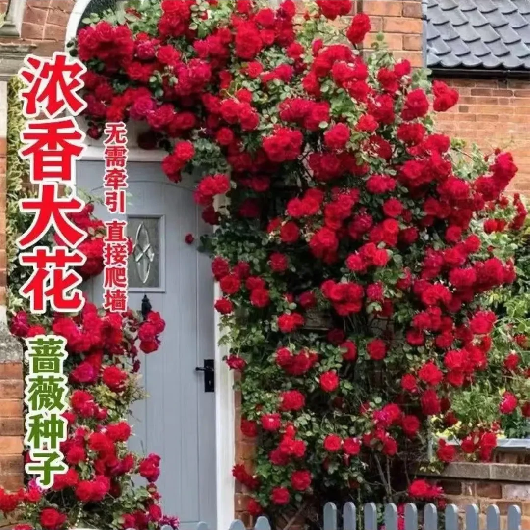 混色红刺梅爬藤花四季开花爬藤开花盆栽花卉