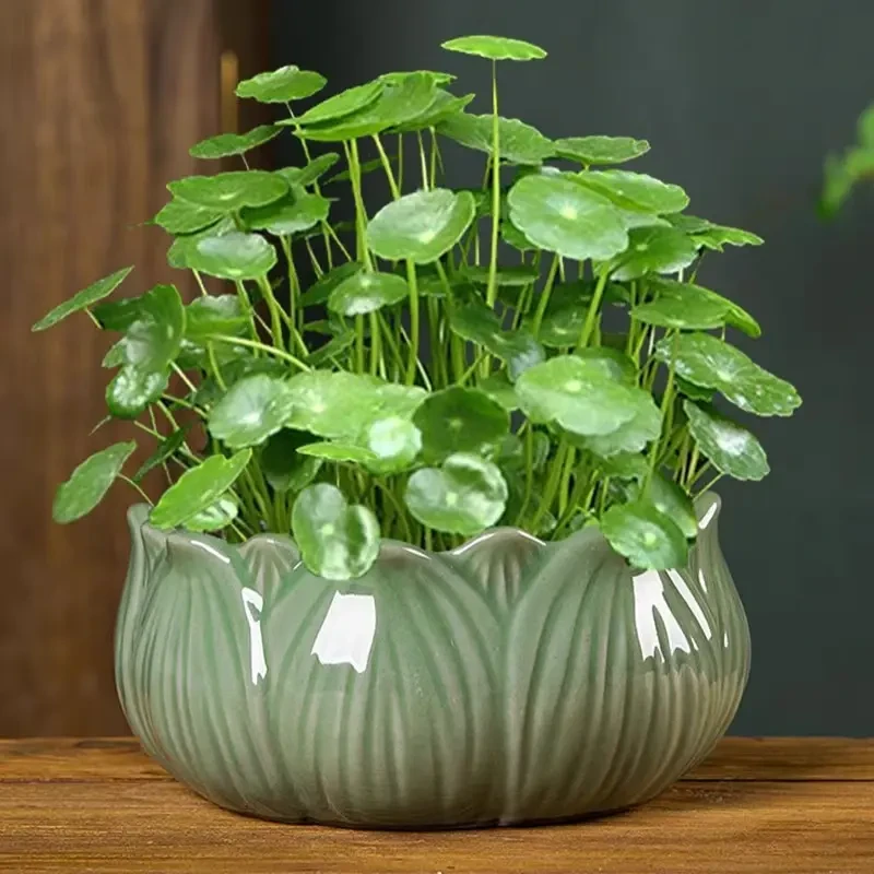 铜钱草水培植物室内办公室桌面盆栽花卉绿植净化空气四季常青