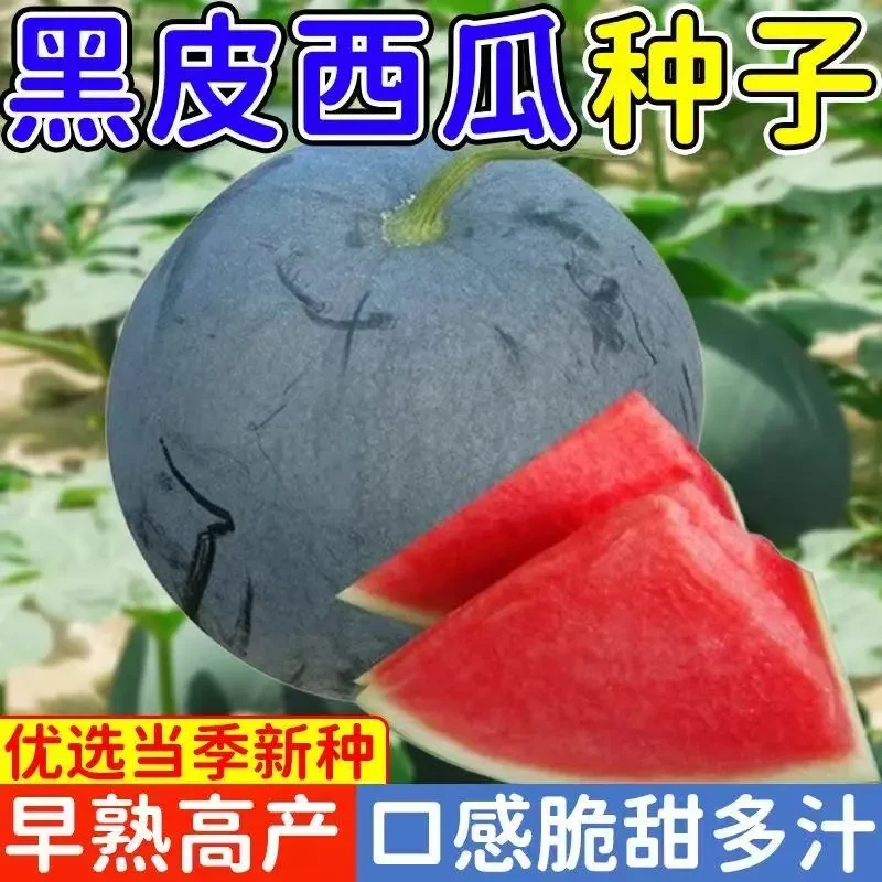 黑皮无籽西瓜种子特大甜早熟薄皮四季播水果黑皮巨型农科院春季种