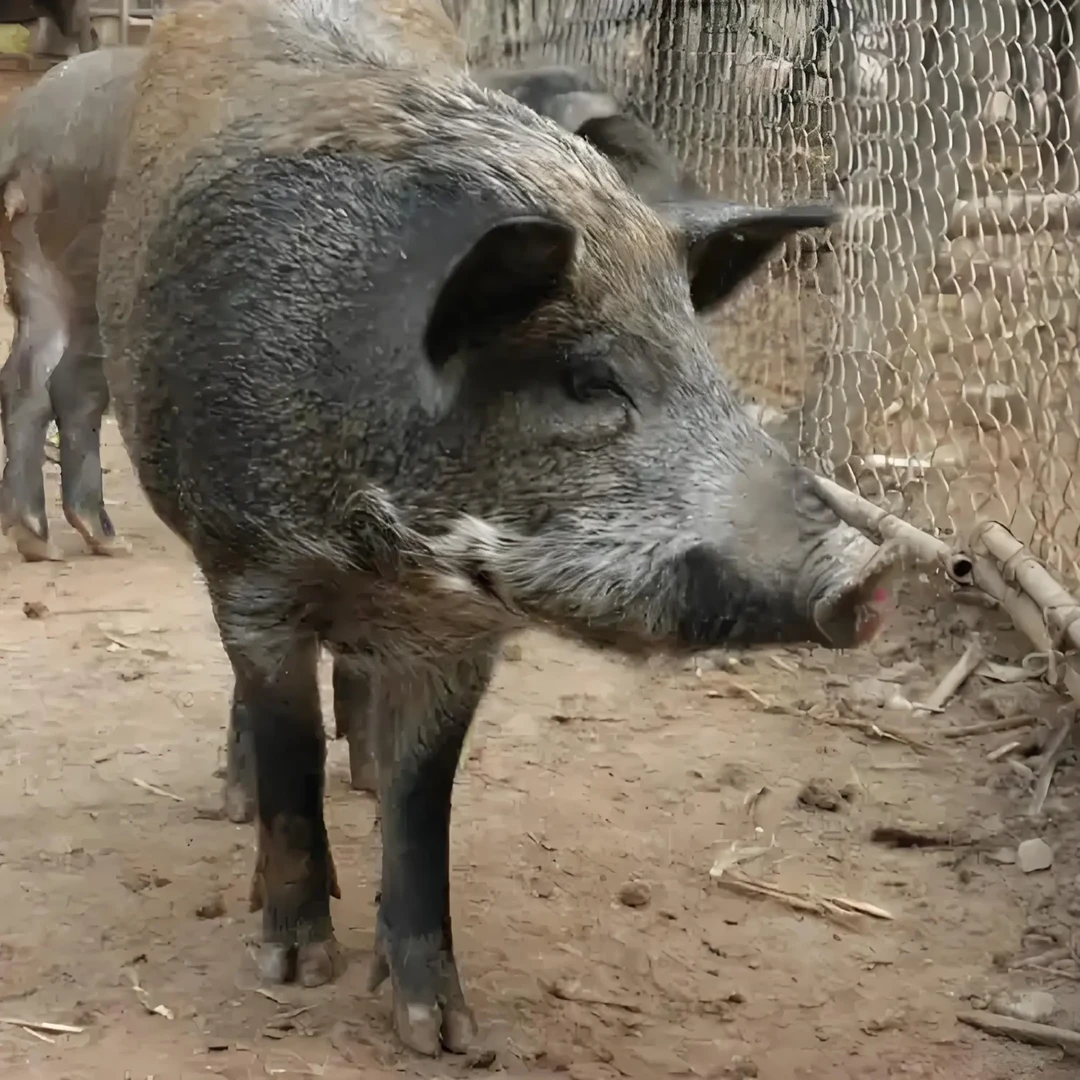 2号 散养跑山猪顺丰冷链包邮直播间现切现挑