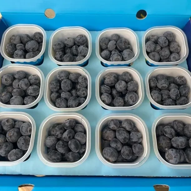 雪山山脉蓝莓花香浓郁脆甜大果顺丰包邮