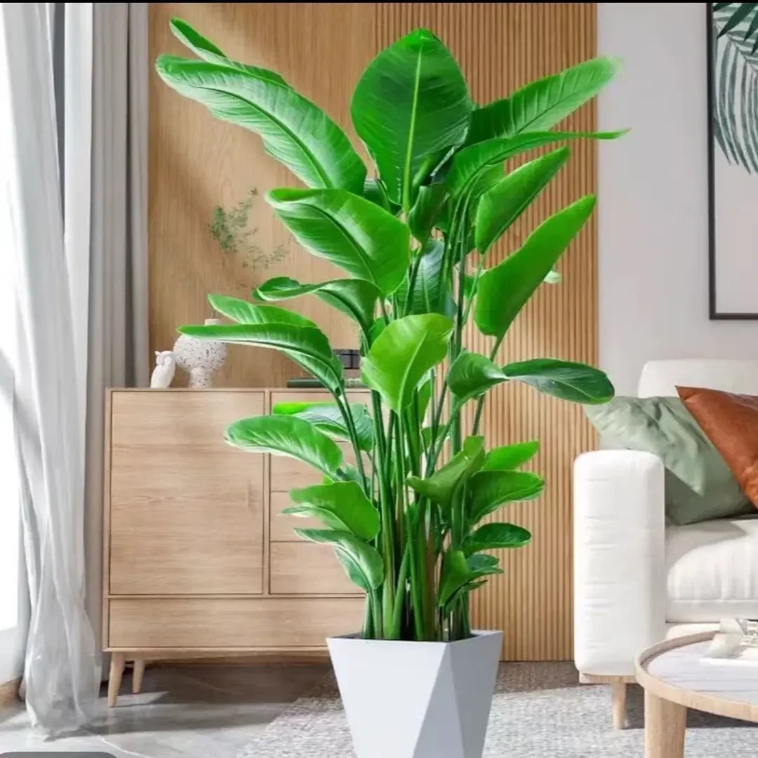 1.5-1.6米天堂鸟室内绿植客厅落地绿植好看好养耐活办公室乔迁