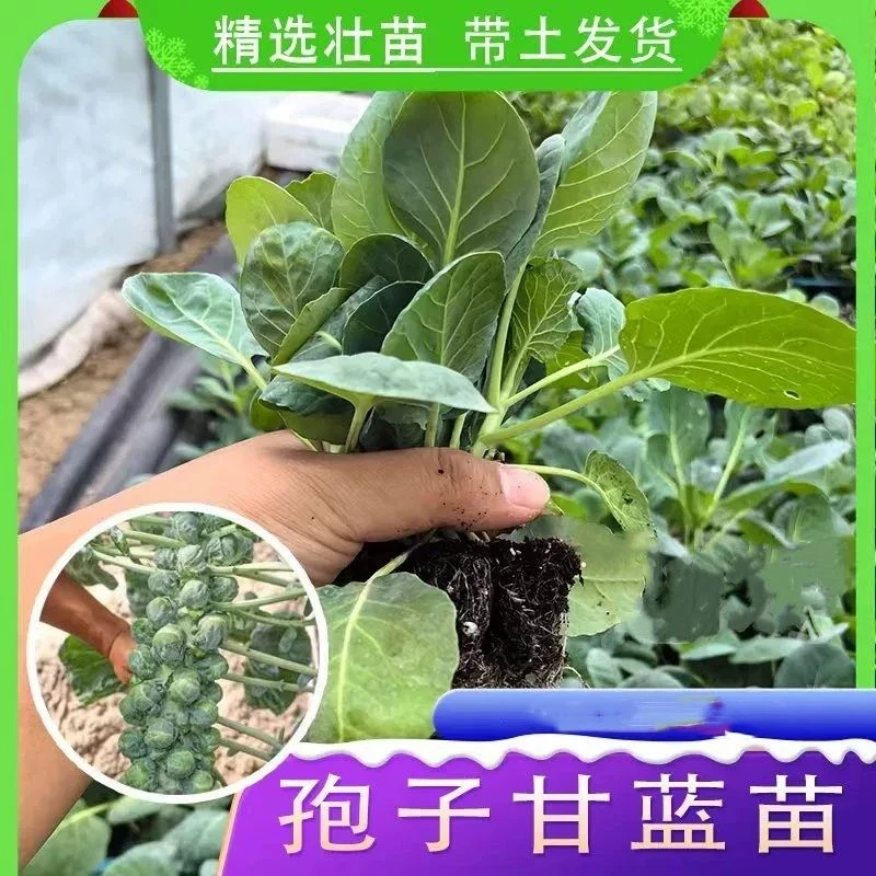 孢子甘蓝苗秧苗带土秋冬耐寒迷你小包菜抱子甘蓝苗高产卷心菜盆栽