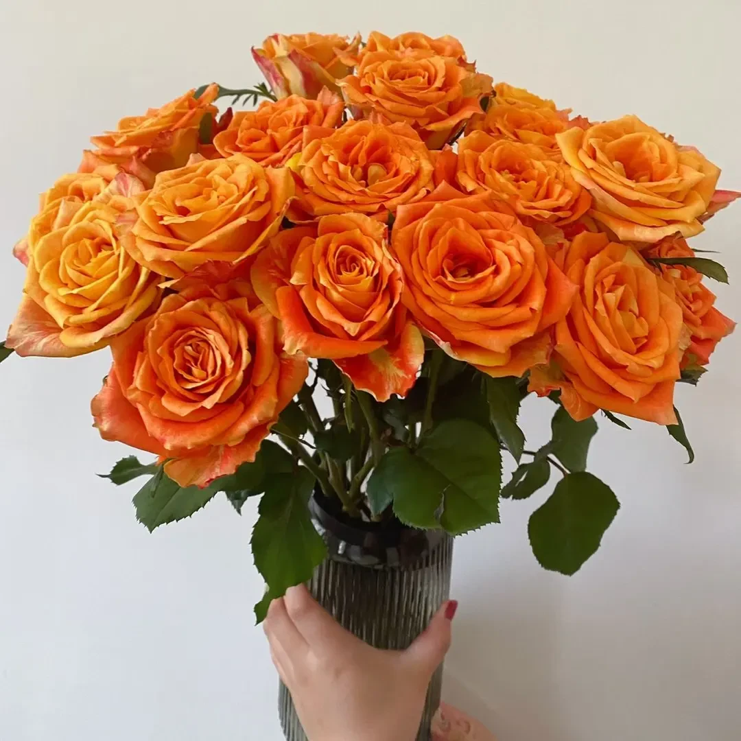 【10枝  欢乐颂玫瑰 】任意拍两单升级顺丰/京东 云南鲜花基地直发