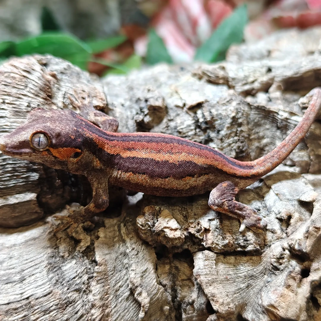 爬宠R属盖勾亚守宫小满背