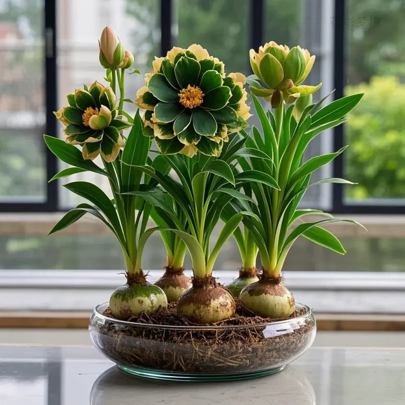 【香水兰花球】耐寒四季开花橙心兰花大花球绿植土培水培浓香型花卉