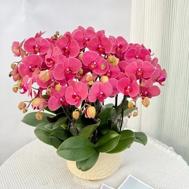 蝴蝶兰《沙糖橘》喜庆橙粉色系蝴蝶兰 带花带苞 基地直发