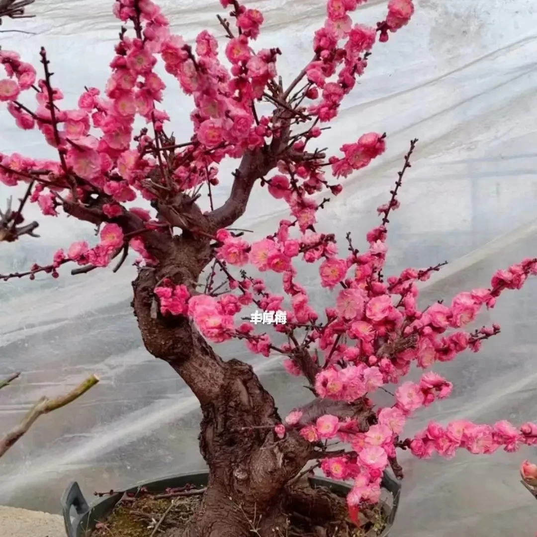 梅花海棠盆景老桩浓香耐寒年宵花卉