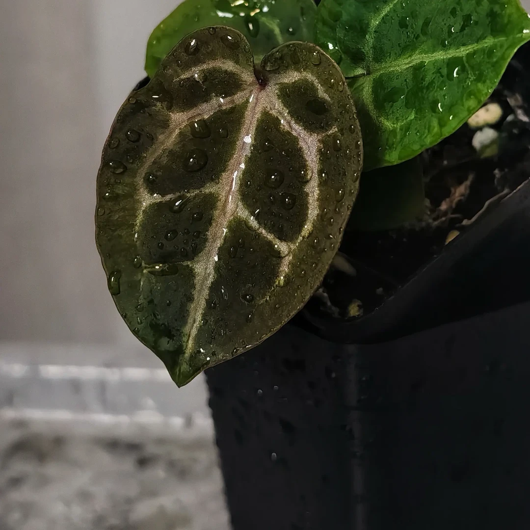 自繁  美版skg银红X红色骨纹  优选花烛小苗