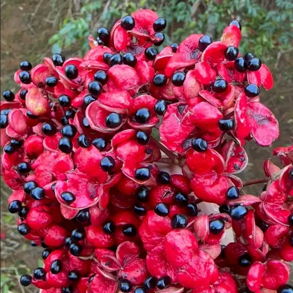 罗姨自采【野鸭椿】