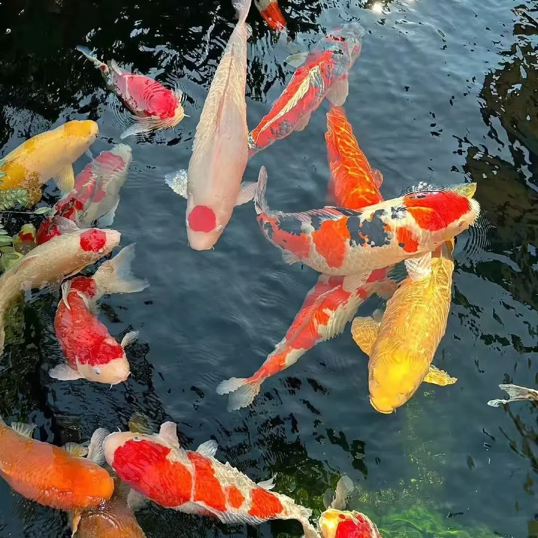 锦鲤观赏鱼德系龙鱼冷水鱼活体包邮（无开箱视频不售后）