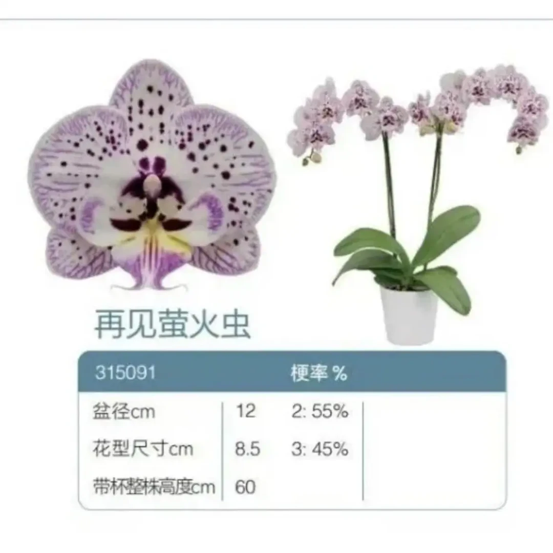 再见萤火虫3.5寸紫色条纹白底大花型蝴蝶兰再见萤火虫