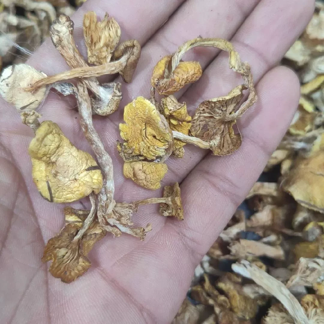东北野生小黄蘑菇干货特产美味食用菌