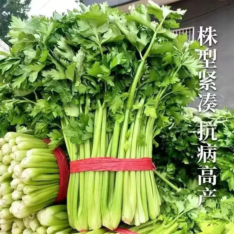 西芹菜苗，新疆芹菜盆栽阳台庭院高产反复收割包邮芹菜