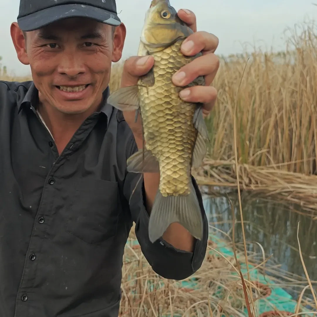 鲫鱼饵料钓鱼酒米窝料窝料纯粮泡制，野钓鲫鱼，打窝专用。酒米