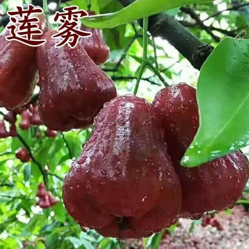 莲雾黑金刚种子四季播种阳台盆栽小院种植简单高产水果