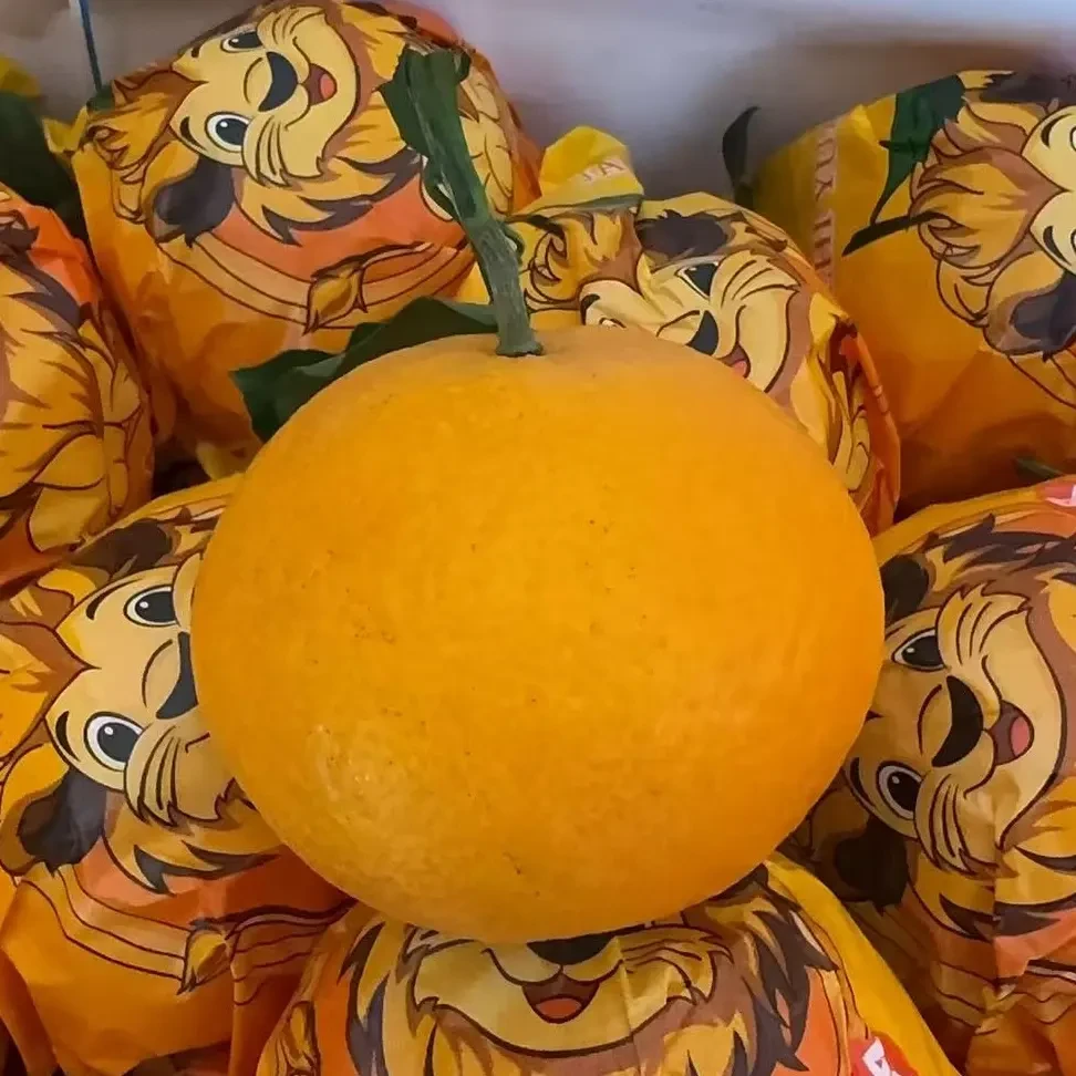 康之源红美人果冻橙-新鲜当季汁水饱满包邮新疆直发