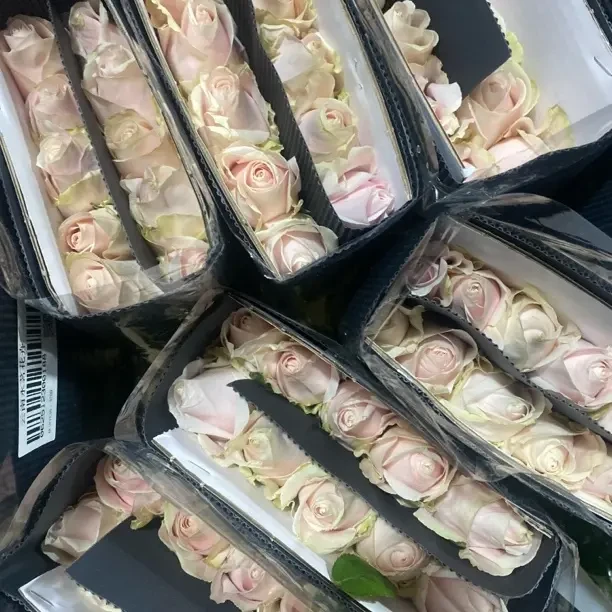 (20把起发)永茗大花头粉红雪山