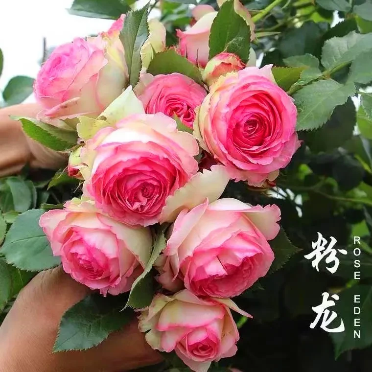 粉色龙沙宝石藤本月季花苗花墙阳台庭院爬藤春季栽培大花浓香型
