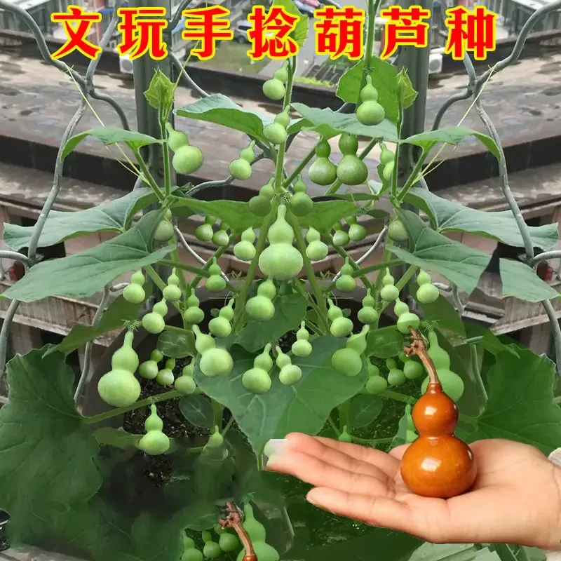 手捻小葫芦籽种四季观赏葫芦种子阳台庭院爬藤文玩葫芦盆栽植物.