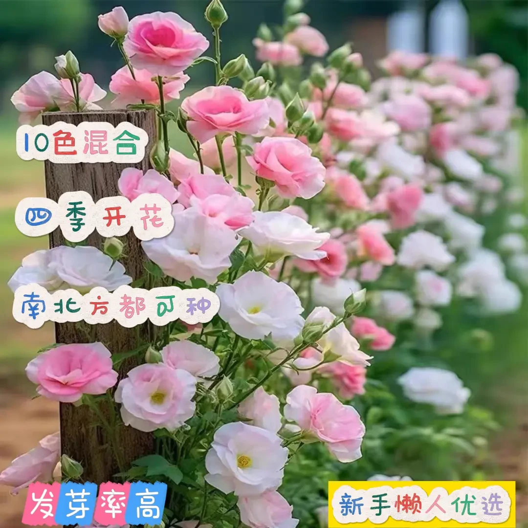 混色洋桔梗花卉种子桔梗阳台庭院地栽好养易活多年生四季开花室外