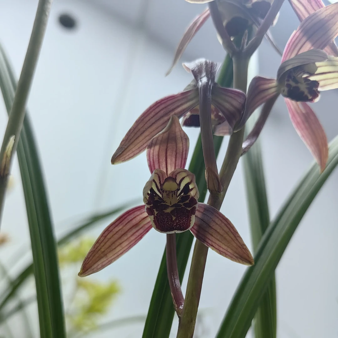 浓香型带花剑兰花好养易活室内外高端精品绿植花卉