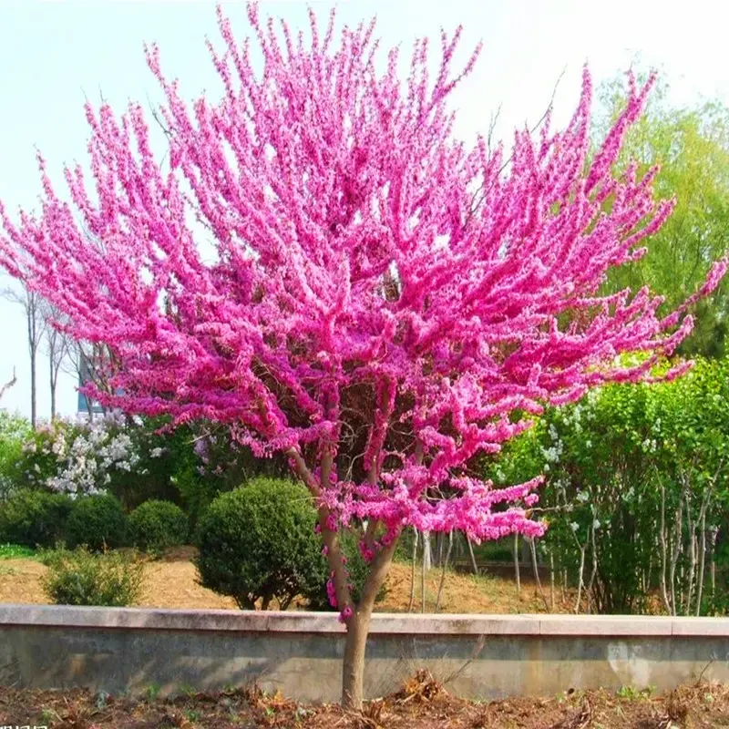 紫荆花树苗四季室外庭院开花紫荆树苗耐寒绿化工程苗南北方种植