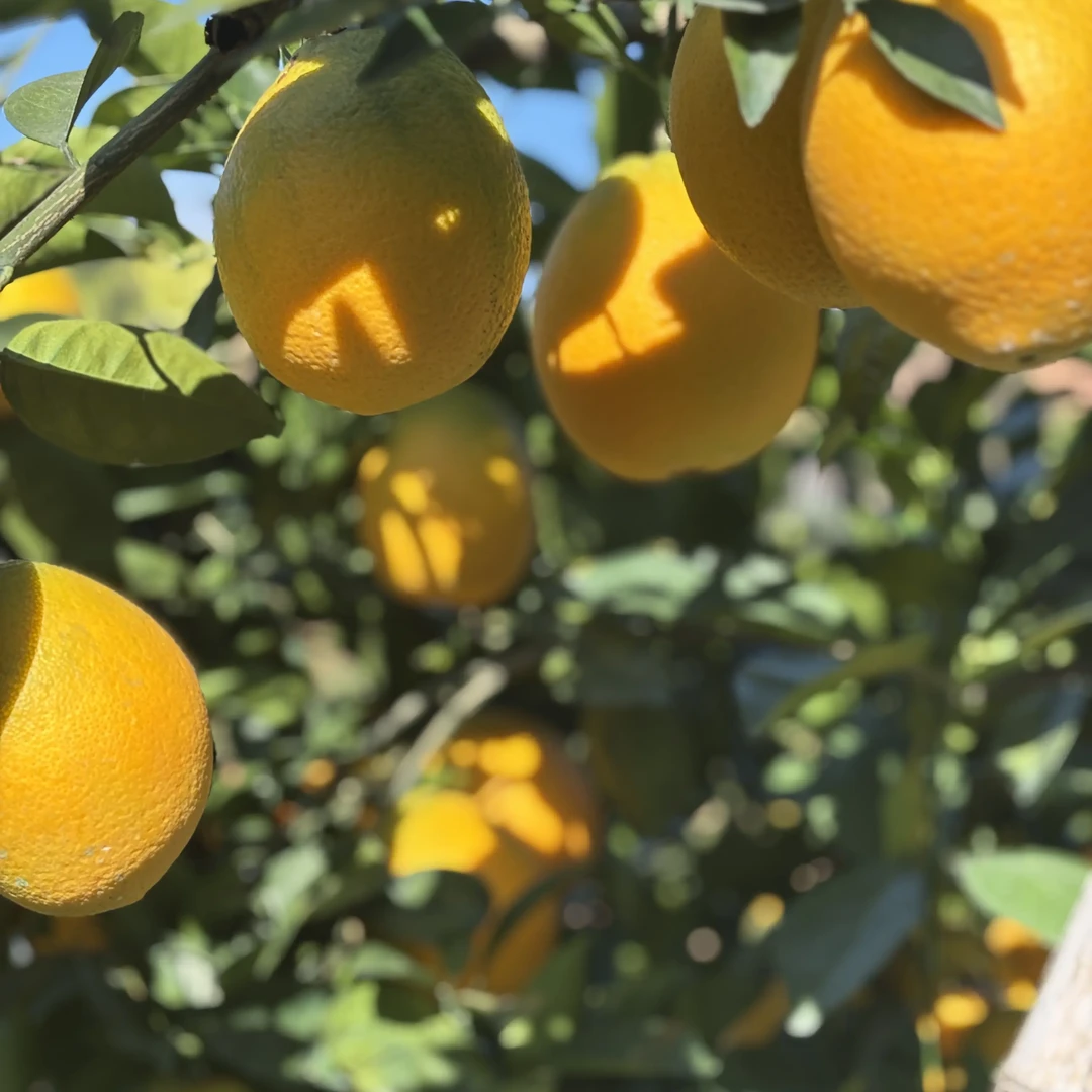 正宗赣南脐橙新鲜应季水果现摘现发产地直发清甜多汁橙子