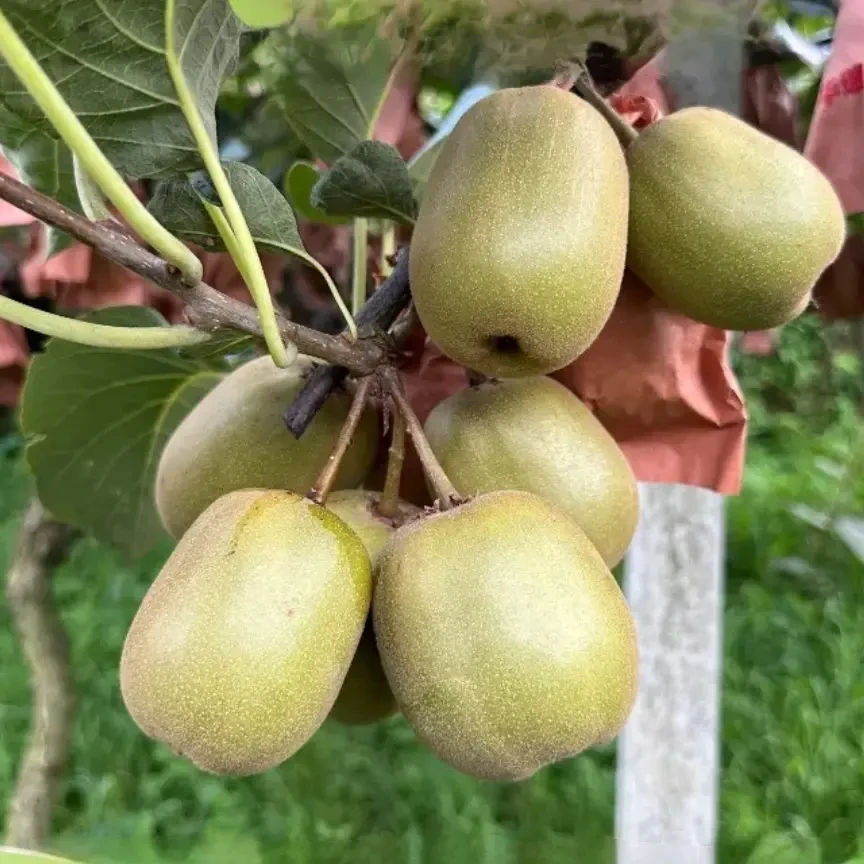 带壳发货  正宗贵州六盘水水城区红心猕猴桃新鲜采摘香甜多汁
