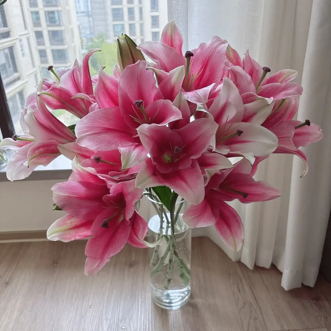 真爱香水百合(3头3支)鲜花水养家庭插花装饰客厅