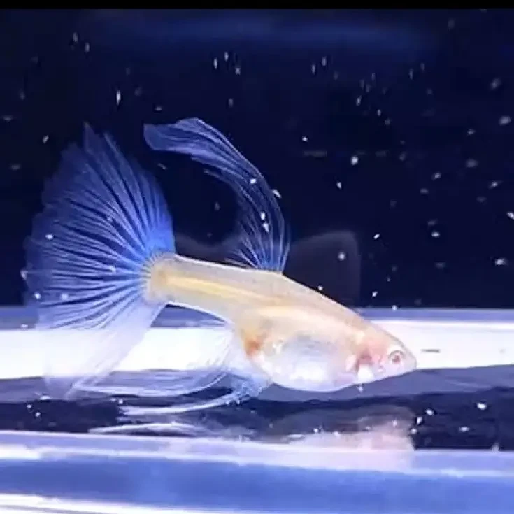 天空蓝大c体绣球基因孔雀鱼种鱼公母配对（入缸不包损）