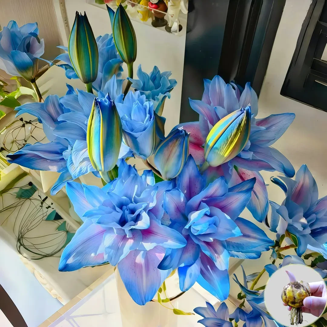 【阑珊】进口香水百合花种球花卉室内外重瓣浓香型盆栽鲜花四季开花