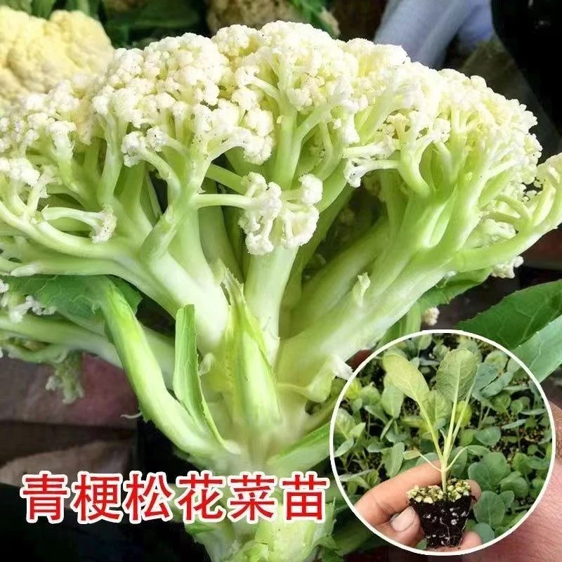 花菜苗山东青皮正宗种苗正品有机花菜秧苗山东寿光蔬菜苗