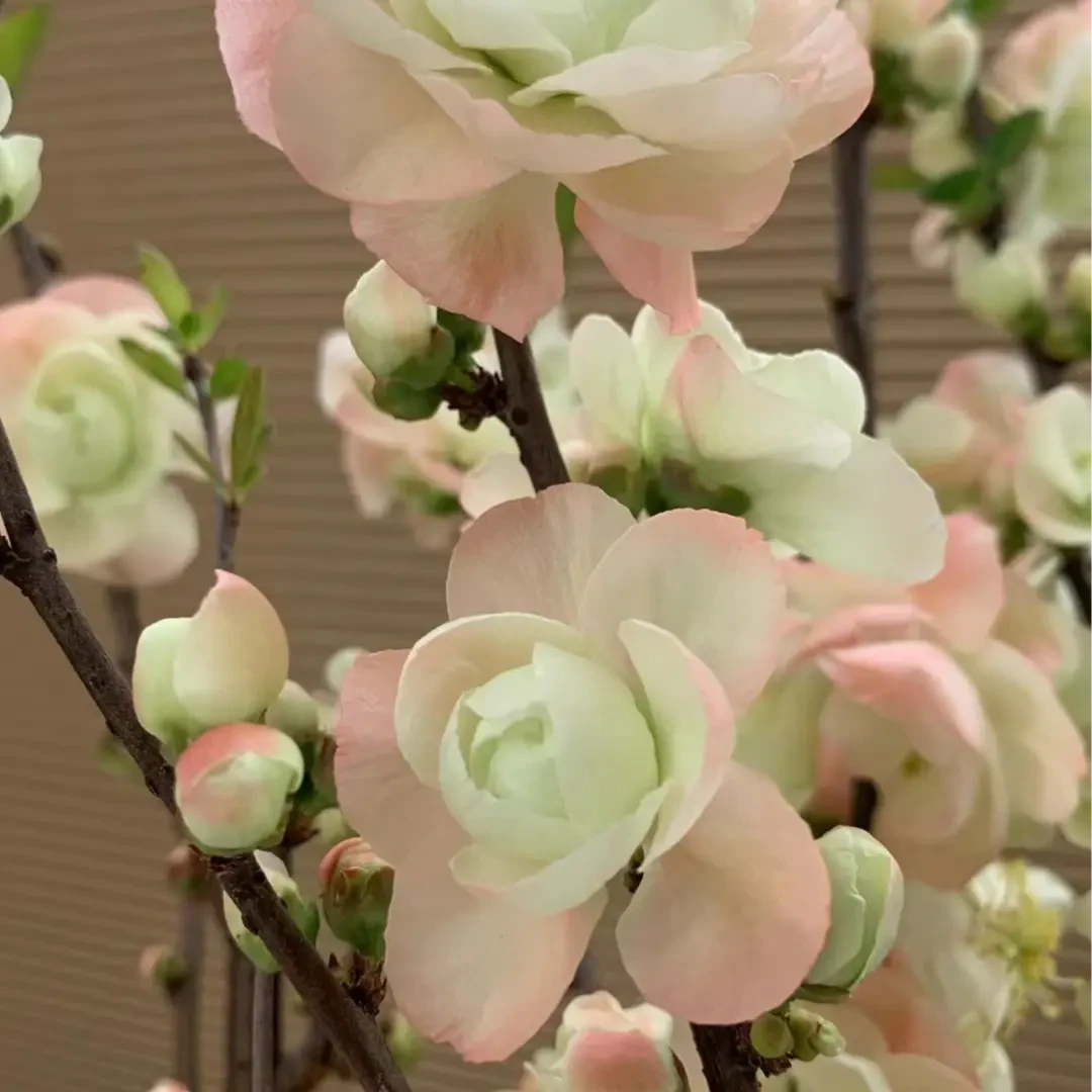 变色龙大花彩玉年宵花海棠花春节家居办公室庭院盆栽种植开花植1