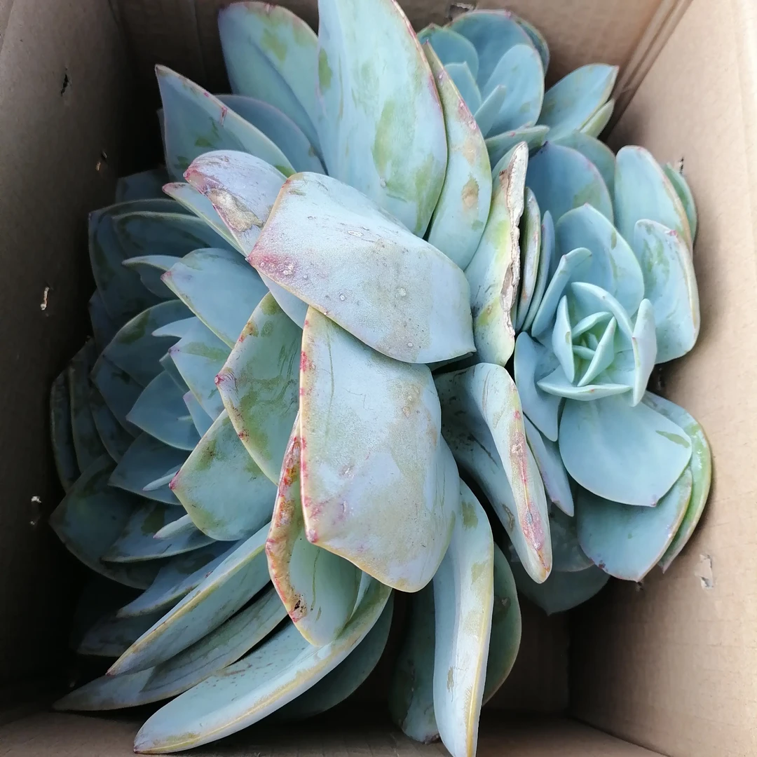 地栽瑕疵白凤大老桩（包邮不包损）